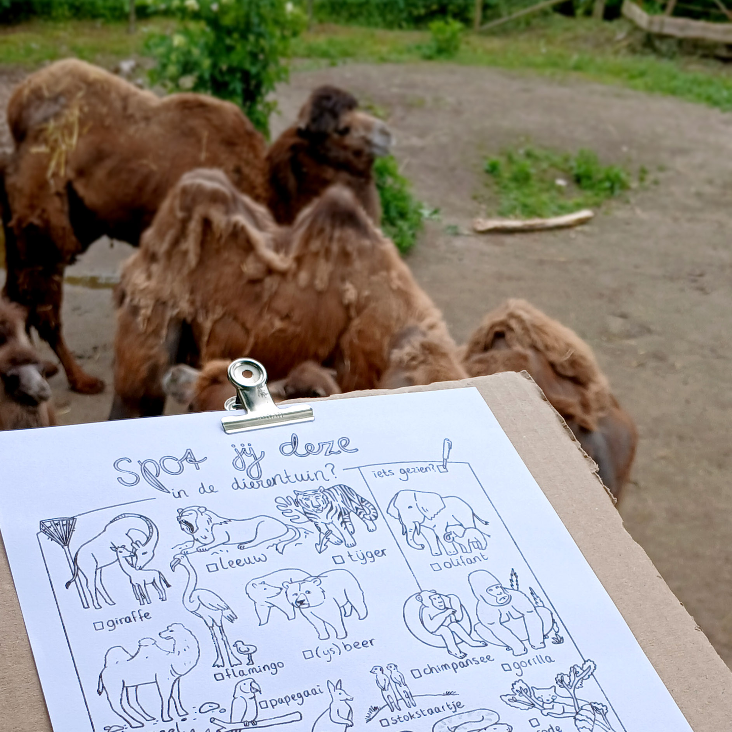 Kamelen in de dierentuin, kleurplaat met dieren.